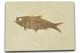 Detailed Fossil Fish (Knightia) - Wyoming #354073-1